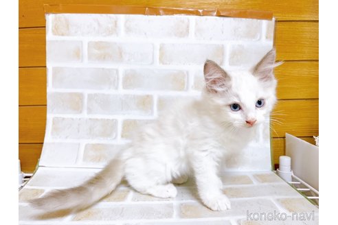 成約済の東京都のラグドール-70124の4枚目