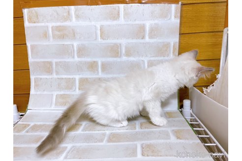 成約済の東京都のラグドール-70124の5枚目