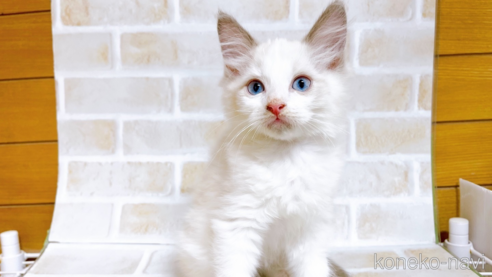 成約済の東京都のラグドール-70124の1枚目