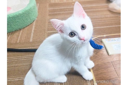 販売中の栃木県のマンチカン-67705