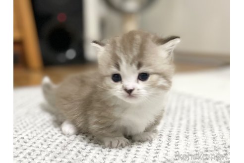 成約済の愛知県のミヌエット(短足)-70195の13枚目