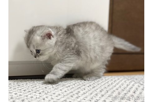 成約済の愛知県のミヌエット-70198の16枚目