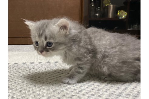 成約済の愛知県のミヌエット-70205の42枚目