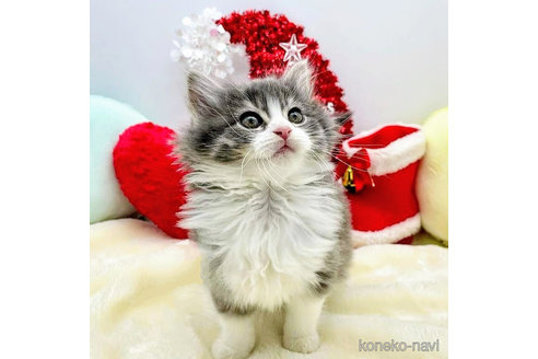 成約済の埼玉県のサイベリアン-68095の3枚目