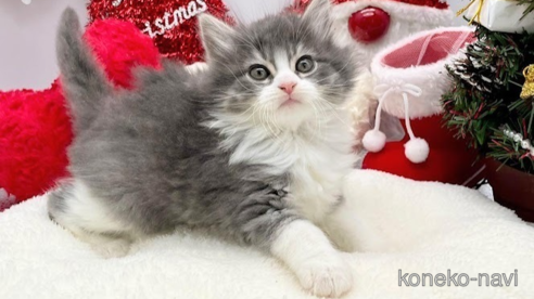 成約済の埼玉県のサイベリアン-68095の2枚目