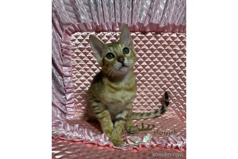 成約済の岡山県のベンガル-68030の2枚目