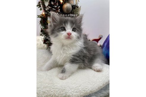 成約済の埼玉県のサイベリアン-68096の1枚目