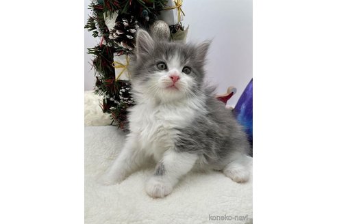 成約済の埼玉県のサイベリアン-68096の5枚目