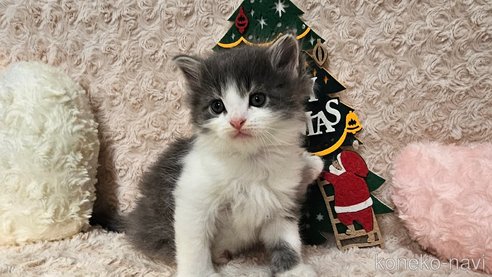 成約済の埼玉県のサイベリアン-68096の4枚目