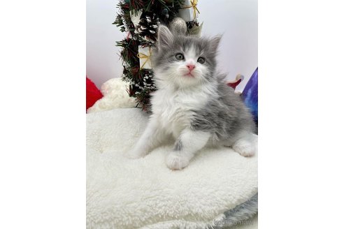 成約済の埼玉県のサイベリアン-68096の3枚目