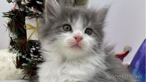 成約済の埼玉県のサイベリアン-68096の2枚目