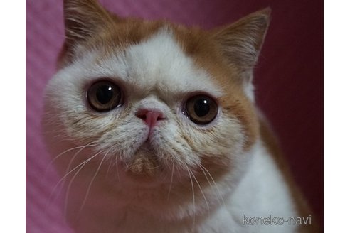 販売中の静岡県のエキゾチックショートヘア-66715