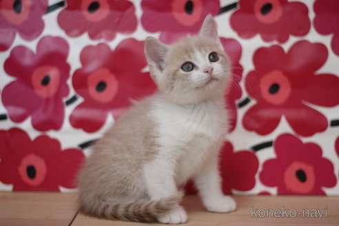 成約済の東京都のマンチカン-70303の2枚目