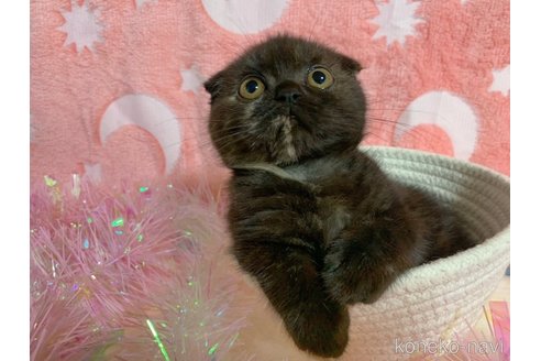成約済の大阪府のスコティッシュフォールド-68369の3枚目