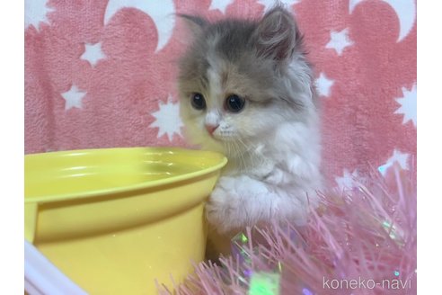 成約済の大阪府のスコティッシュストレート-69219の2枚目