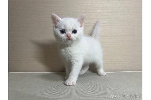 成約済の茨城県のスコティッシュフォールド-70403の1枚目