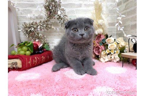 成約済の埼玉県のスコティッシュフォールド(折れ耳)-68178の3枚目