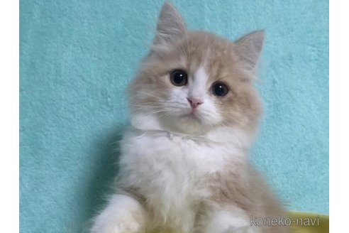 成約済の大阪府のマンチカン-70500の2枚目