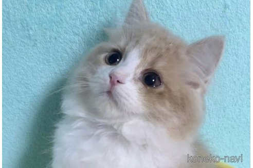 成約済の大阪府のマンチカン-70500の3枚目