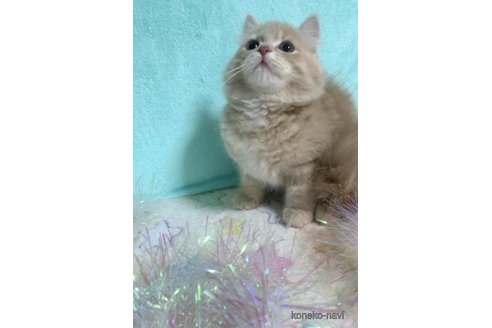成約済の大阪府のマンチカン-70502の4枚目