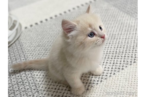 成約済の愛知県のミヌエット-70193の15枚目