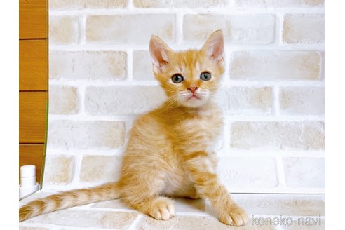 成約済の東京都のマンチカン-70545の12枚目