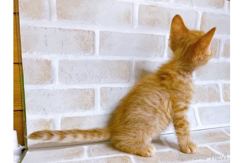 成約済の東京都のマンチカン-70545の13枚目