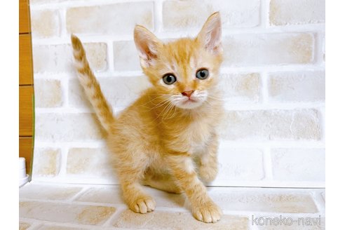 成約済の東京都のマンチカン-70545の14枚目