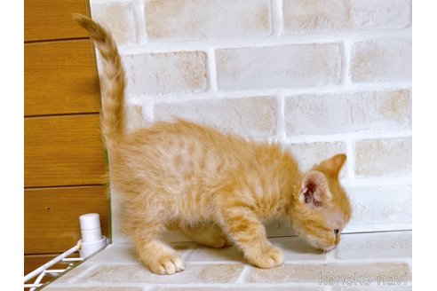 成約済の東京都のマンチカン-70545の11枚目