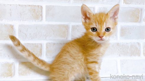 成約済の東京都のマンチカン-70545の10枚目
