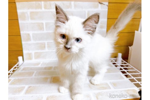 成約済の東京都のラグドール-70546の12枚目