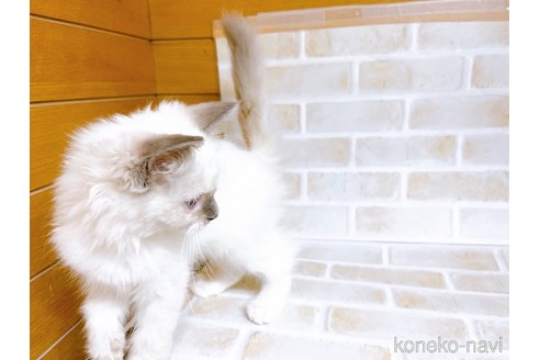 成約済の東京都のラグドール-70546の7枚目