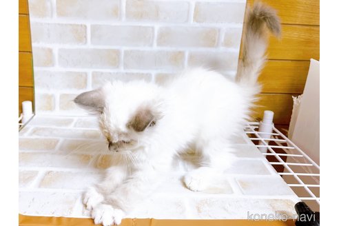 成約済の東京都のラグドール-70546の8枚目