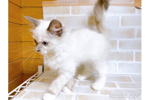 成約済の東京都のラグドール-70546の9枚目