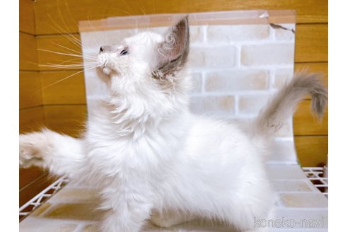 成約済の東京都のラグドール-70546の11枚目