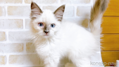 成約済の東京都のラグドール-70546の6枚目