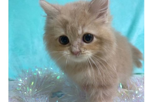 成約済の大阪府のスコティッシュフォールド-68370の3枚目