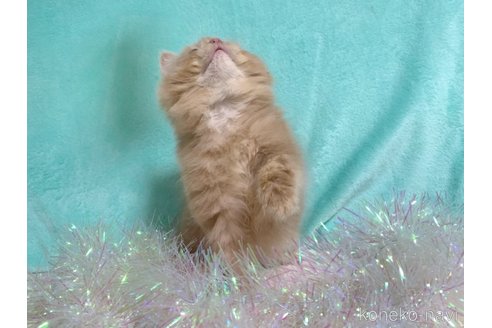 成約済の大阪府のスコティッシュフォールド-68370の2枚目