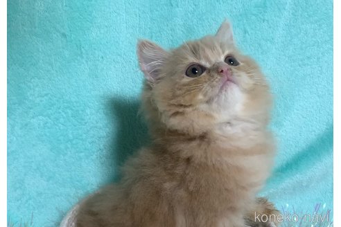 成約済の大阪府のスコティッシュフォールド-68370の4枚目