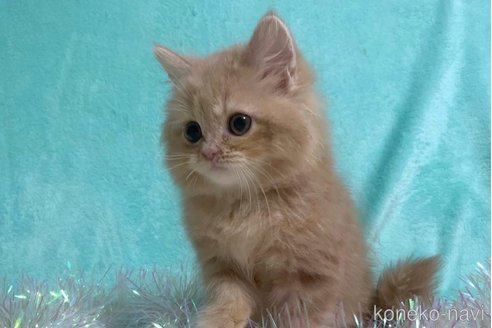 成約済の大阪府のスコティッシュフォールド-68370の5枚目