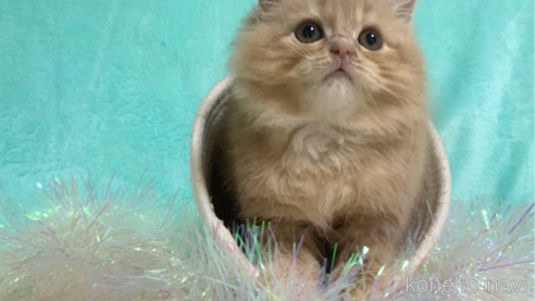 成約済の大阪府のスコティッシュフォールド-68370