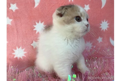 成約済の大阪府のスコティッシュフォールド(折れ耳)-69592の2枚目