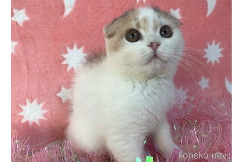 成約済の大阪府のスコティッシュフォールド(折れ耳)-69592の4枚目
