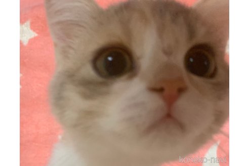 成約済の大阪府のスコティッシュストレート-70355の2枚目
