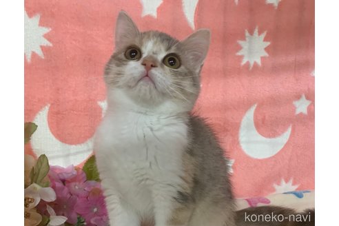 成約済の大阪府のスコティッシュストレート-70355の5枚目