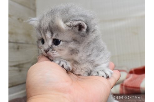 ももいろクローバーZ・高城れに、プーマ公式キャラクター“NEKO