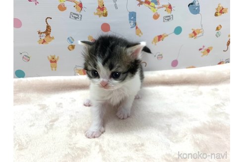 成約済の東京都のスコティッシュフォールド-69776の7枚目