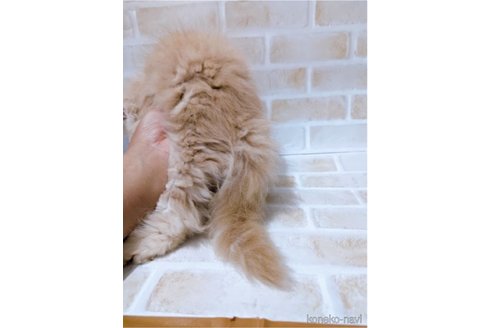 成約済の東京都のサイベリアン-70724の4枚目