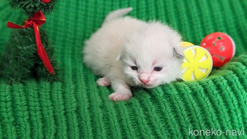 成約済の茨城県のラグドール-70768の45枚目