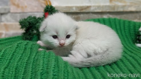 成約済の茨城県のラグドール-70769の25枚目